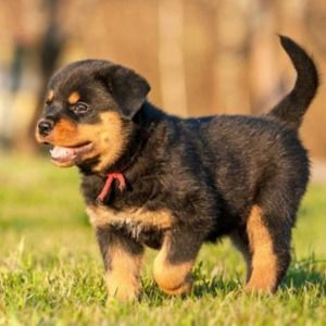 Meet your Posher, Lilly